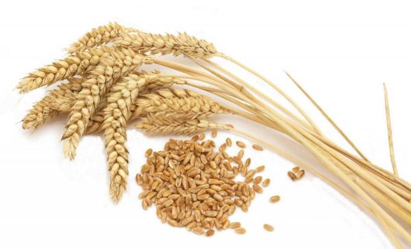 سبوس گندم غذایی بدون جایگزین برای دام