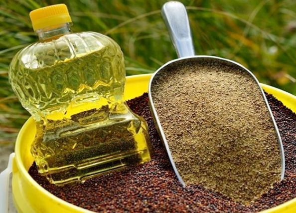 پخش بدون واسطه کنجاله کلزا مرغوب در بازار