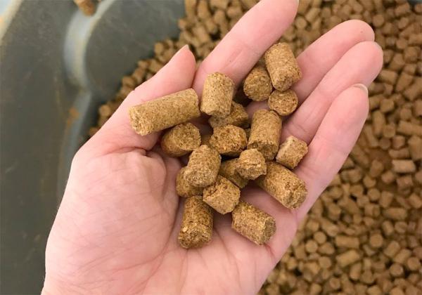 پخش بدون واسطه کنجاله کلزا به صورت عمده