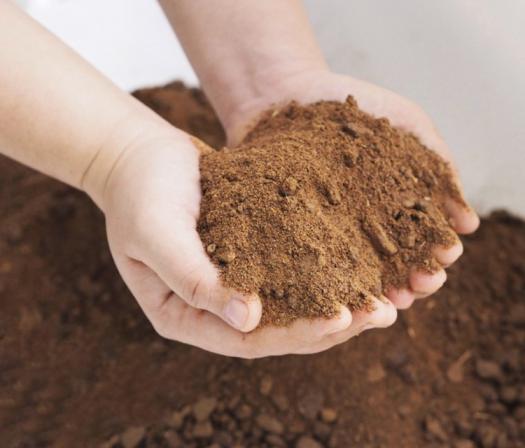 بررسی کلی انواع کنجاله کلزا تولید شده در ایران