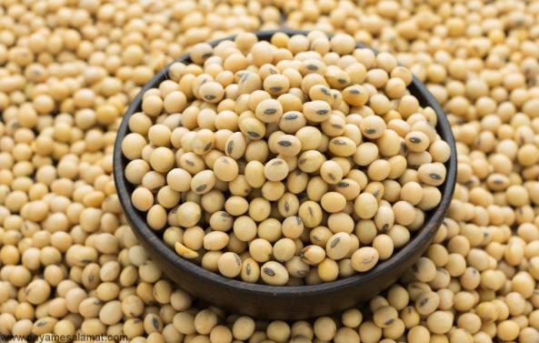 کنجاله سویا با کیفیت چه ویژگی هایی دارد