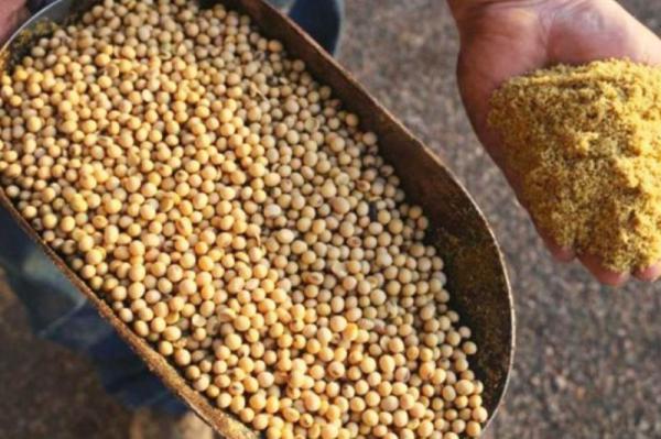 نکات طلایی حین خرید کنجاله سویا درجه یک 