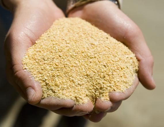 خرید بدون واسطه کنجاله سویا فراوری شده از فروشندگان معتبر