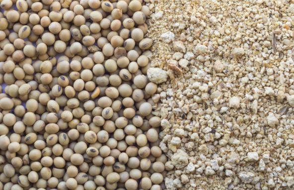 فروش فوق العاده کنجاله سویا ایرانی با قیمتی استثنایی