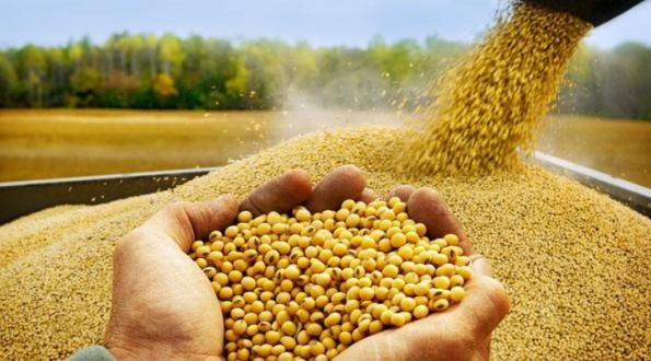 دانستنی هایی درباره انواع کنجاله سویا صادراتی